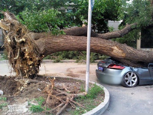 Big tree Destroys Audi TT in China