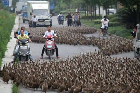 Ducks block road in China