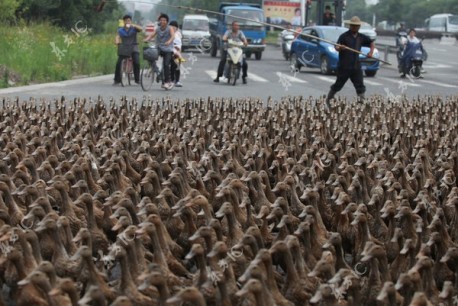 Ducks block road in China