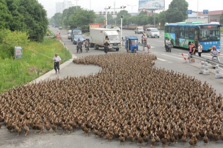 Ducks block road in China