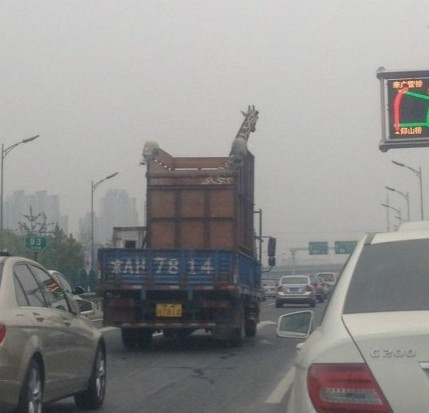 Transporting a Giraffe in China