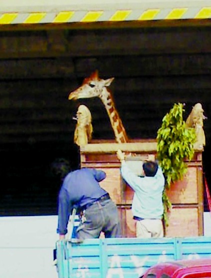 Transporting a Giraffe in China