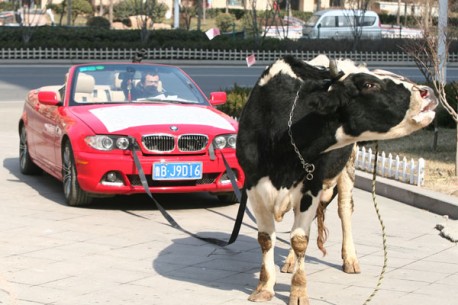 BMW owner in China is Angry, hires Cow