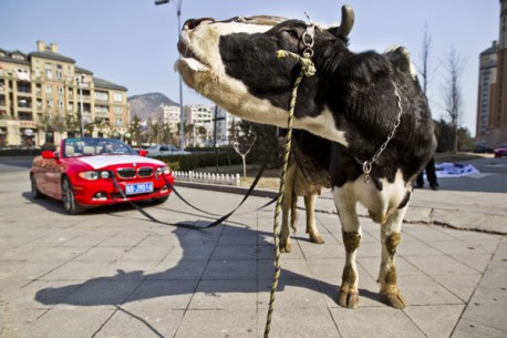 BMW owner in China is Angry, hires Cow