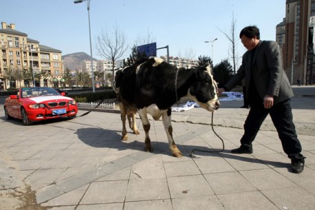 BMW owner in China is Angry, hires Cow