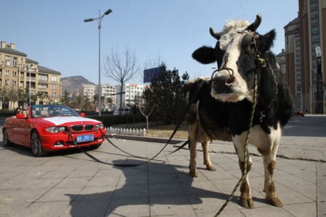 BMW owner in China is Angry, hires Cow