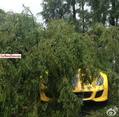 ferrari-tree-china-1