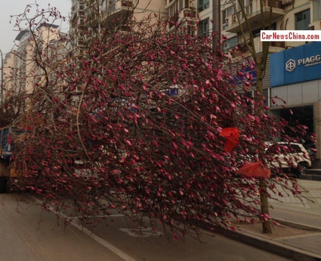 truck-tree-china-2