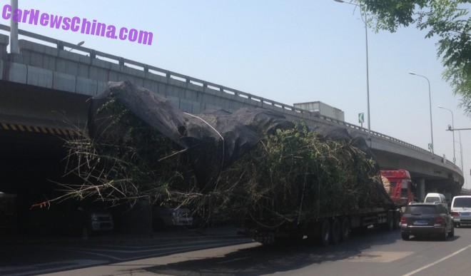 truck-tree-china-bj-4